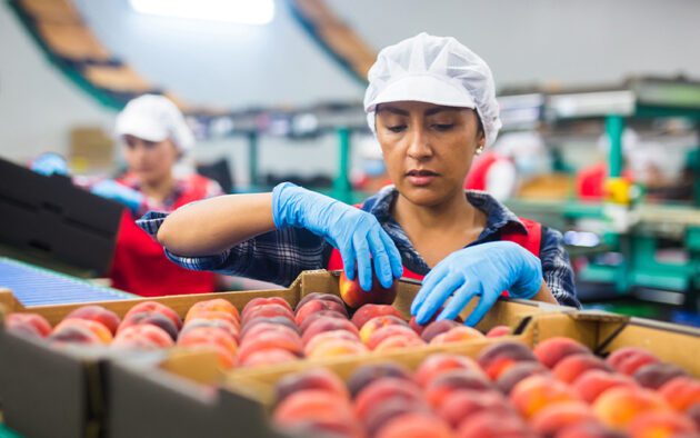 A worker in gloves and a hairnet inspects peaches in a warehouse setting.